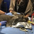 kangaroo being examined at UC Davis veterinary hospital