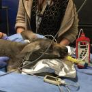 kangaroo being examined at UC Davis veterinary hospital