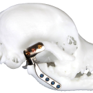 dog skull with brace on jaw