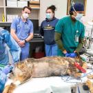 two veterinarians performing a procedure on a dog at the UC Davis veterinary hospital, while students observe