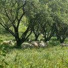 sheep grazing