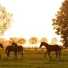 horses at sunset