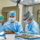 veterinarians in surgery