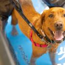 dog exercising on underwater treadmill