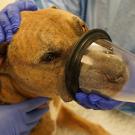 dog treated at UC Davis veterinary hospital