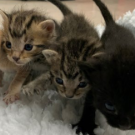group of newborn kittens