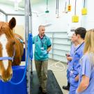 professor next to horse teaching veterinary students