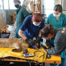 Dr. Jamie Peyton working on mountain lion
