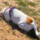 A dog laying down and digging in dirt.