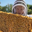 Dr. Jonathan Dear, a veterinary internist and beekeeper, performs a hive inspection. Dr. Dear collaborated with entomologists Drs. Elina Niño at UC Davis and Ramesh Sagili at Oregon State University to develop a course on honey bee medicine for veterinarians.