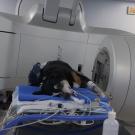 dog on linear accelerator