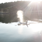 whale breath
