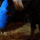 horse with face bandaged