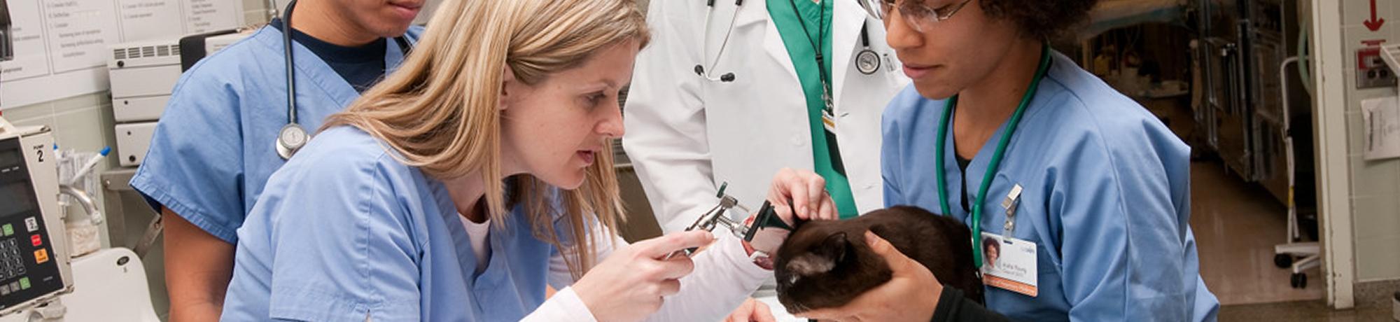 School Of Veterinary Medicine Emergency 24 7