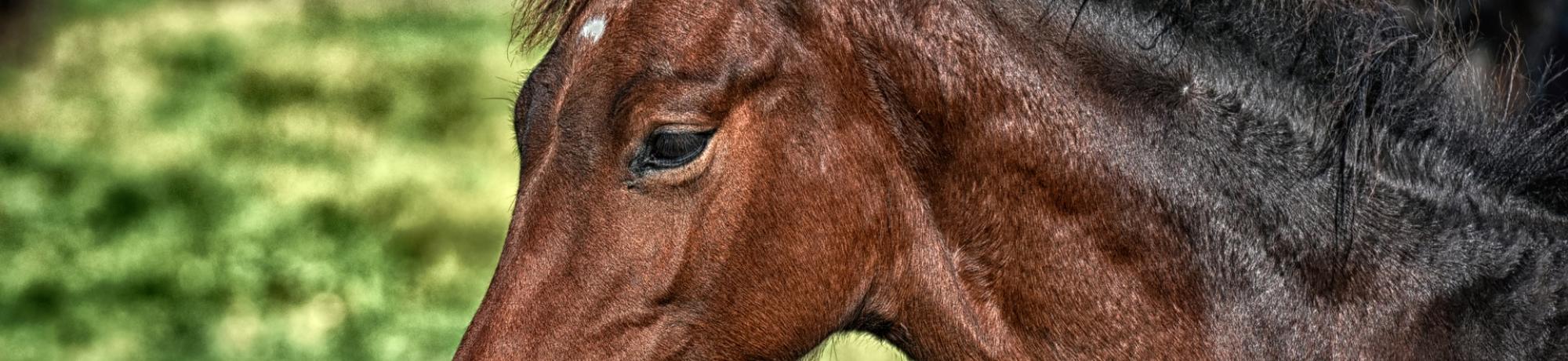 Image: Horse looking left with green outdoor background