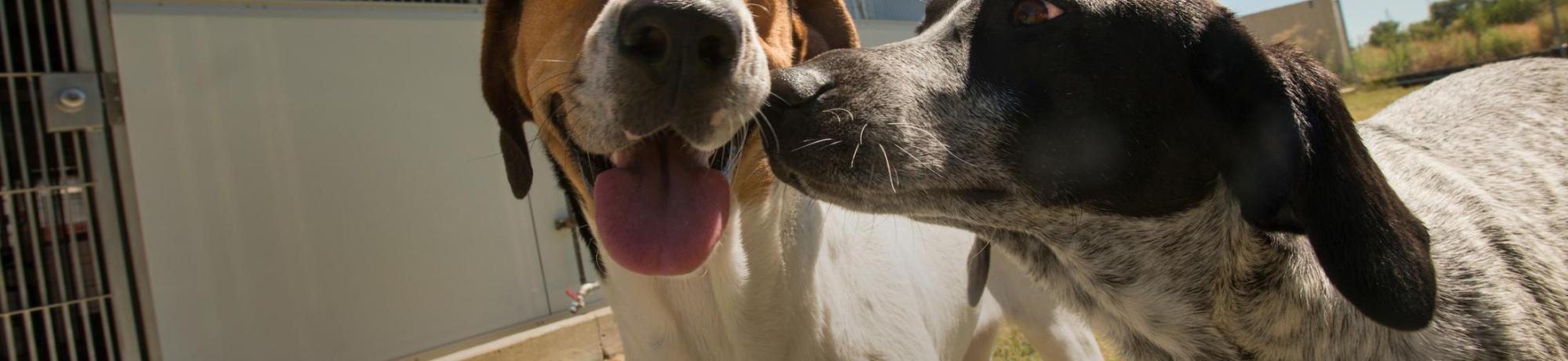 UC Davis research dogs photographed in their new exercise facility. The dogs enjoy regular social interaction with one another, excercise and access to toys which has resulted in numerous improvements in their behavior. 