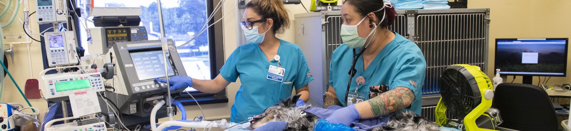two technicians attending to a patient in the UC Davis veterinary hospital's ICU