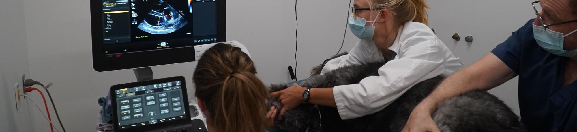 veterinarians and students care for dog in cardiology suite at UC Davis veterinary hospital