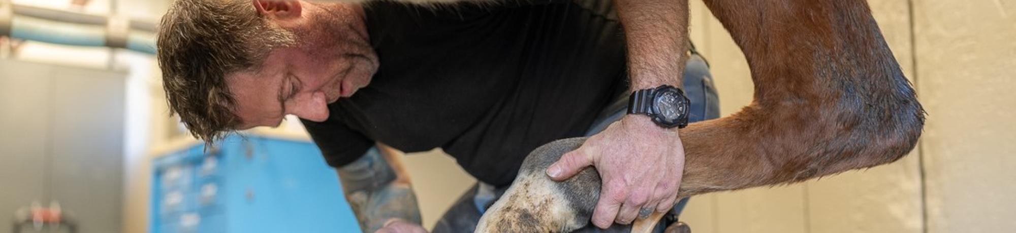 farrier at work in the UC Davis farrier shop