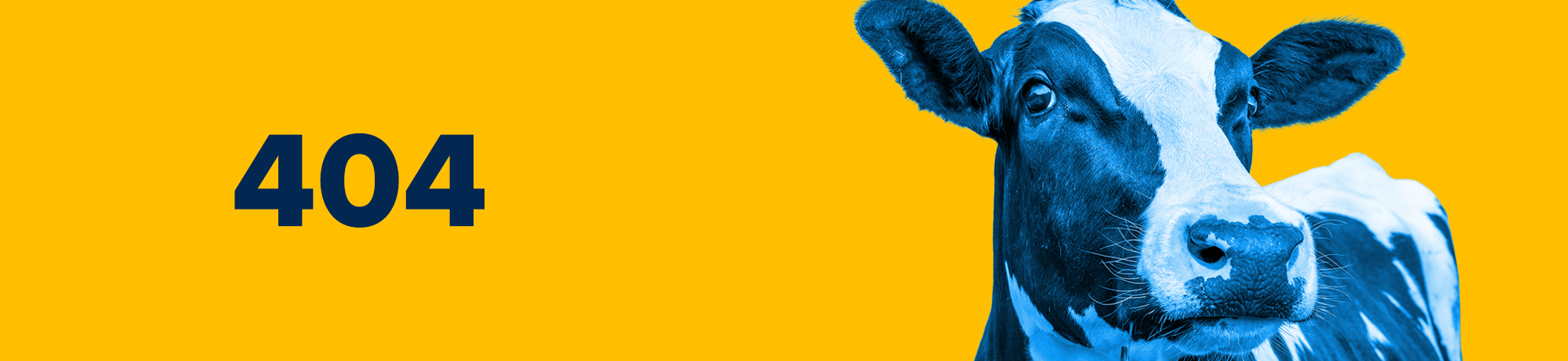 Cow in front of a yellow background