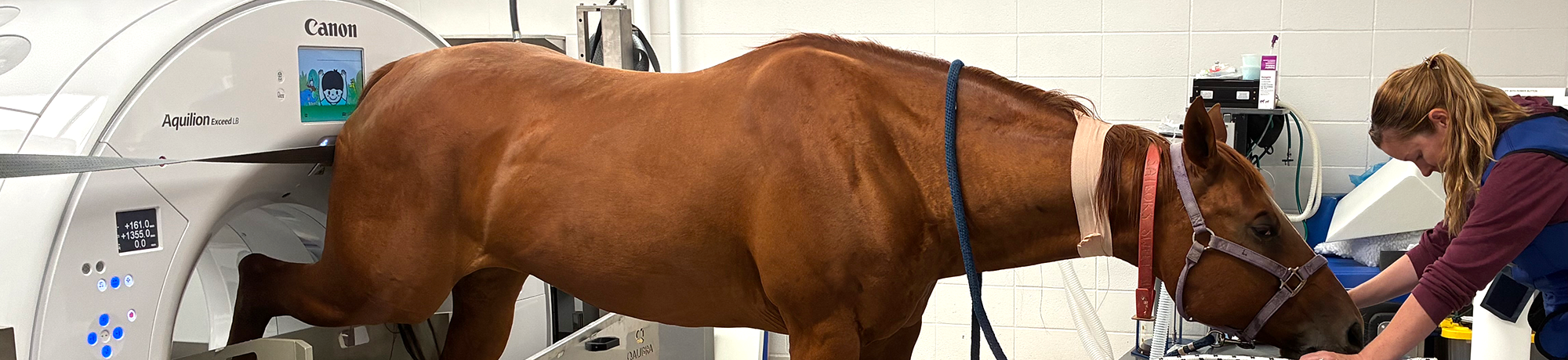 Horse standing with one leg in a CT scanner while a technician comforts at the horse's face.
