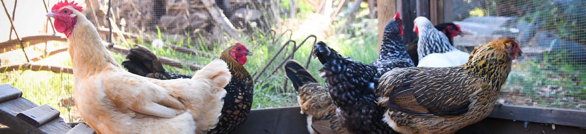 Agriculture and Food Safety and Security - Backyard Chickens