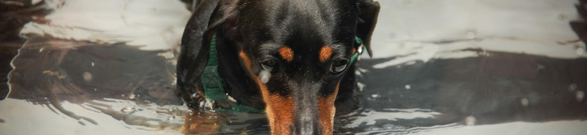 Dog drinking water