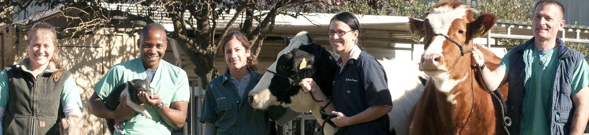 Strategic Goal 4 - Advance well-being of Animals. Vets with cows.