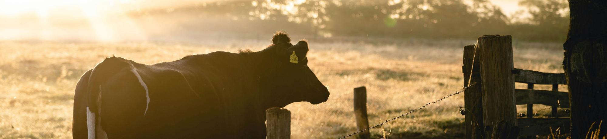 A cow standing next to a fence in a field under a tree with evening sunlight.