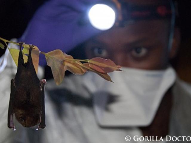 Gorilla Doctors veterinarian examines bat